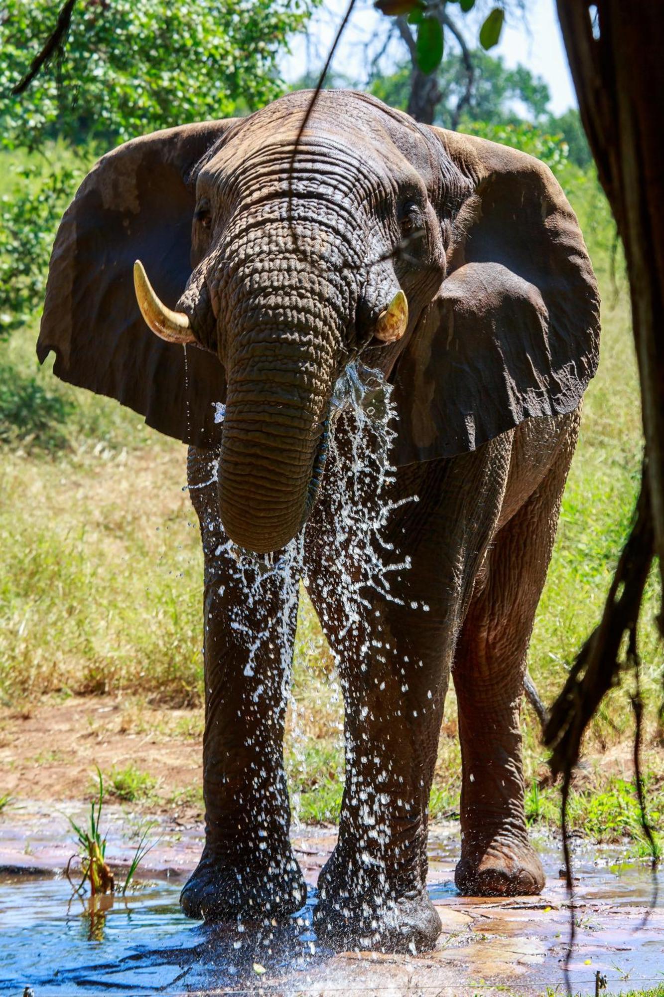 Sable Creek Safari Lodge ซานีน ภายนอก รูปภาพ