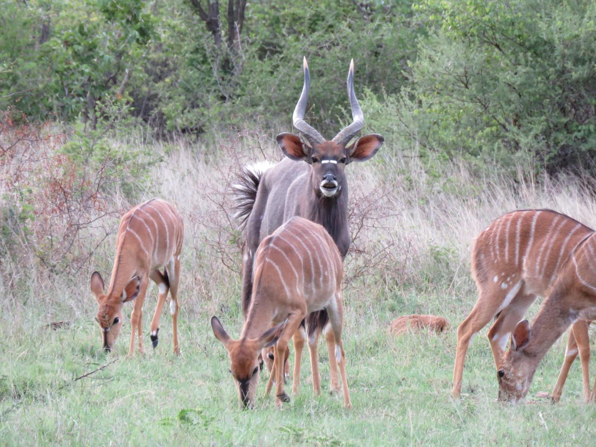 Sable Creek Safari Lodge ซานีน ภายนอก รูปภาพ